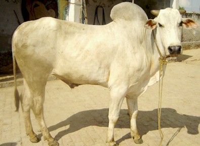 Hariana Cattle