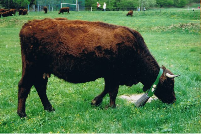 Harzer Rotvieh cattle