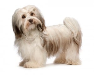 Havanese