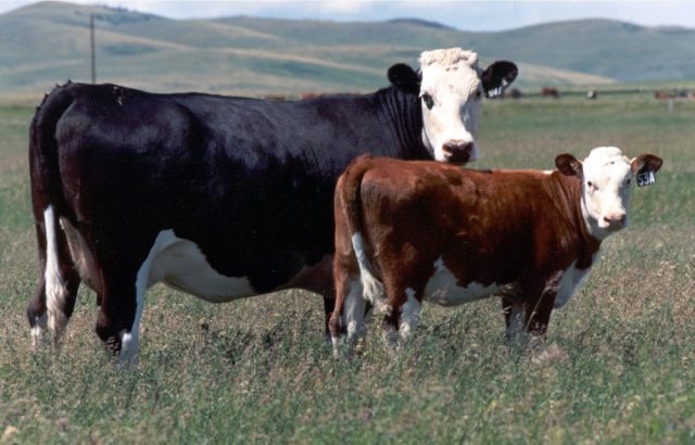 Hays Converter cattle
