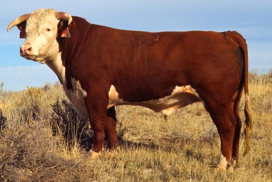 Hereford cattle