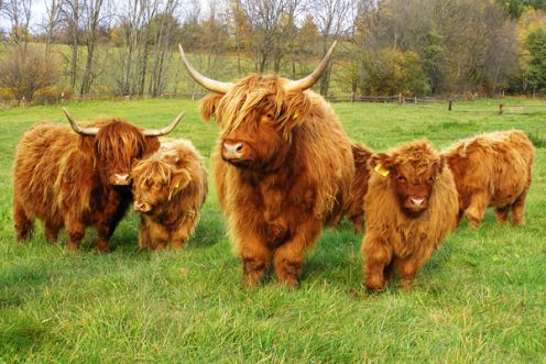 Highland cattle