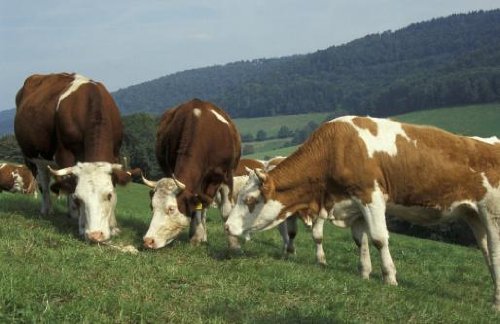 Hinterwald cattle