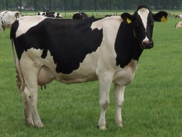 Holstein-Friesian cattle