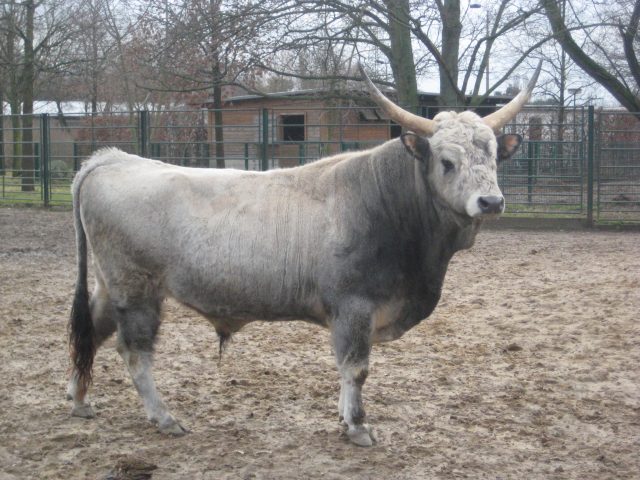 Hungarian Grey cattle