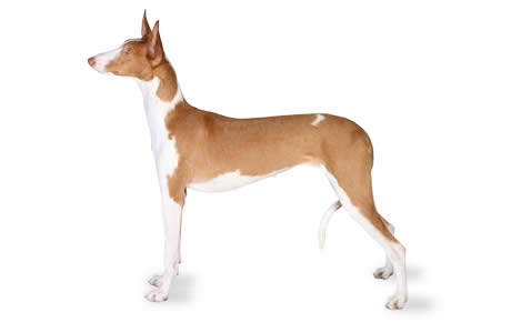 Ibizan Hound