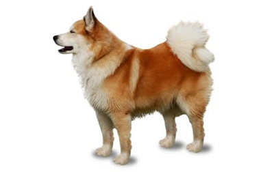 Icelandic Sheepdog