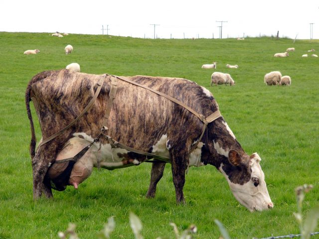 Icelandic cattle
