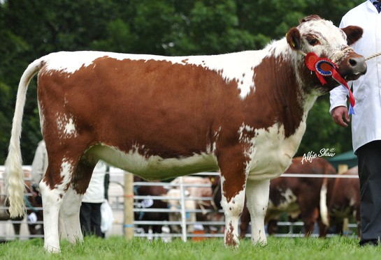 Irish Moiled cattle