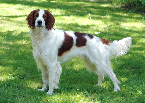 Irish Red and White Setter