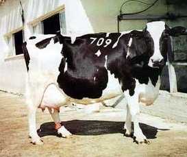 Israeli Holstein cattle