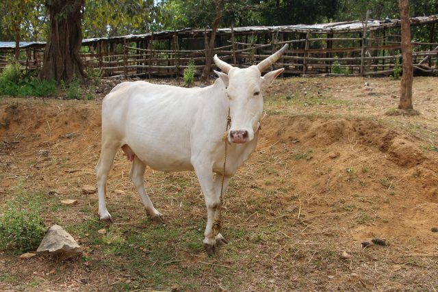 Javari Cattle