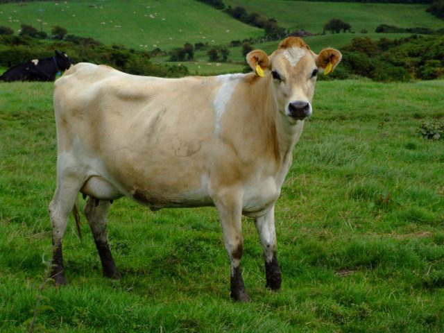 Jersey cattle