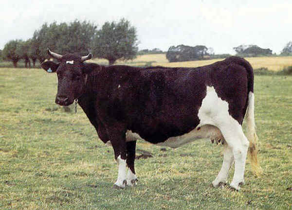 Jutland cattle