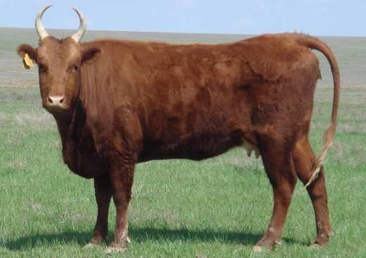 Kalmyk cattle