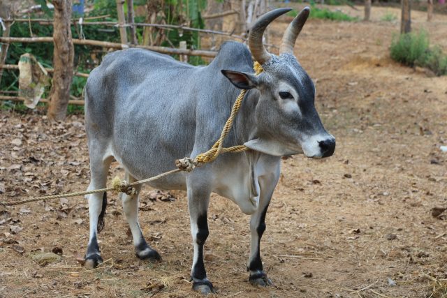 Kangayam cattle