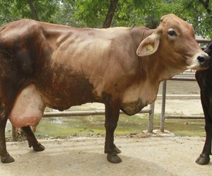 Karan Swiss cattle