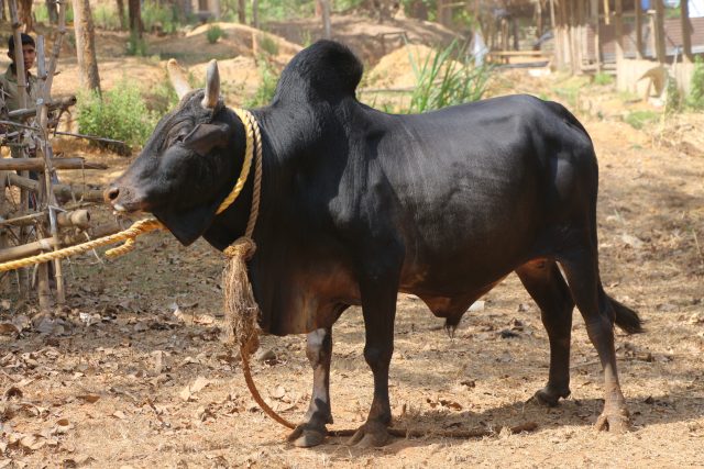 Kenwariya cattle