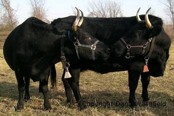 Kerry cattle