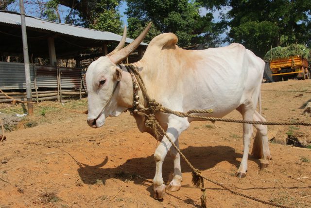 Khillari cattle