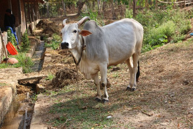 Krishna Valley cattle