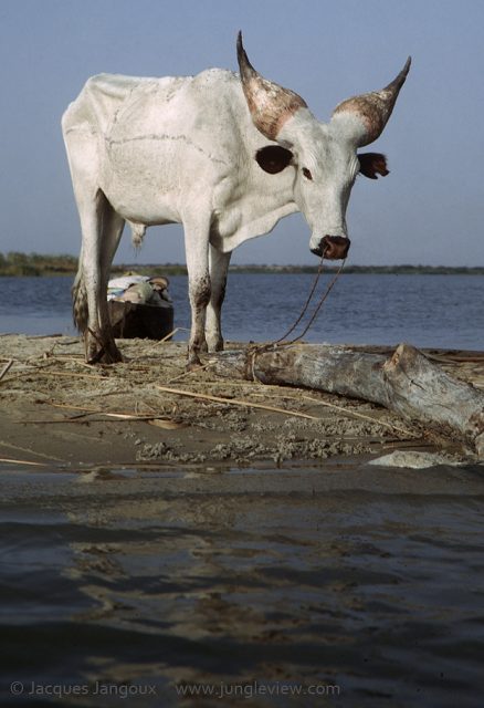 Kuri cattle