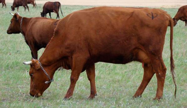 Latvian Brown cattle