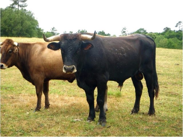 Limia cattle