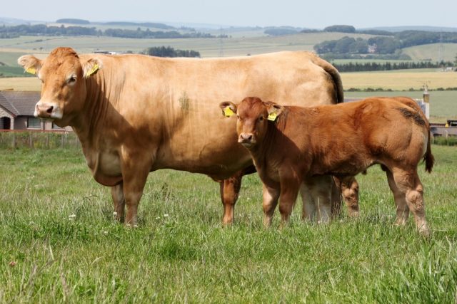 Limousin cattle