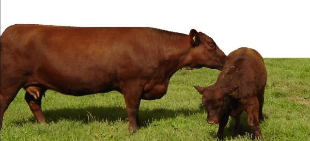 Lincoln Red cattle
