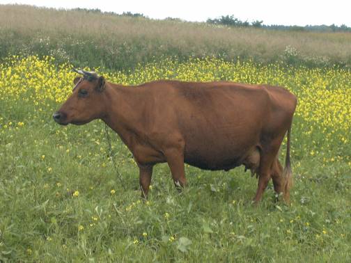 Lithuanian Red cattle