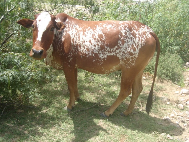 Lohani cattle