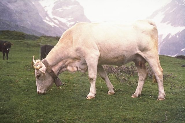 Lourdais cattle