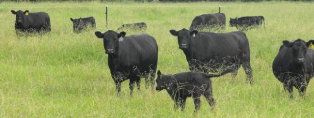 Lowline cattle