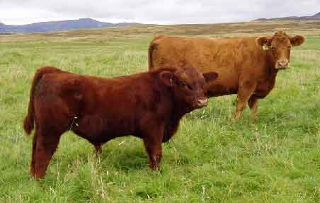Luing cattle