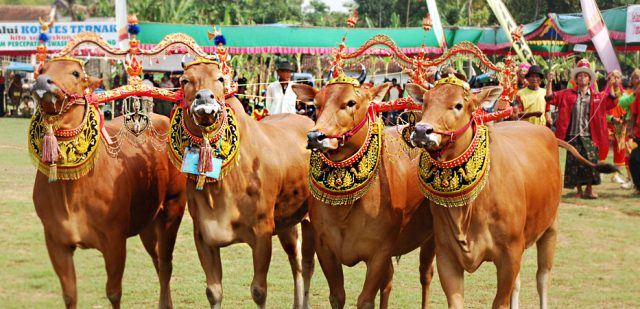 Madura cattle