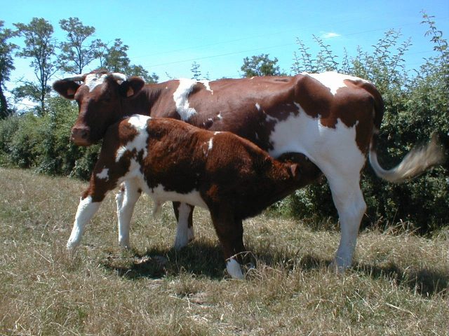Maine-Anjou cattle