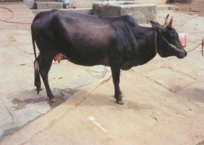 Malnad Gidda cattle