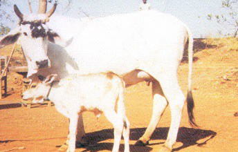 Malvi cattle