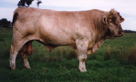 Mandalong cattle