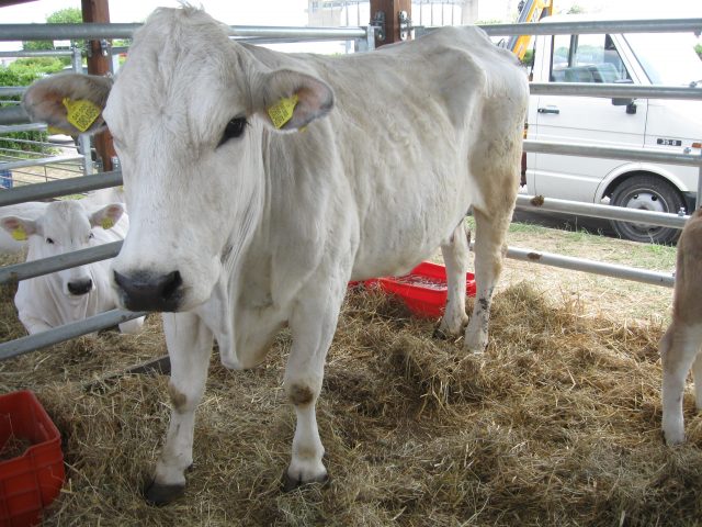 Marchigiana cattle