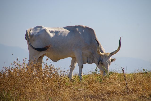 Maremmana cattle