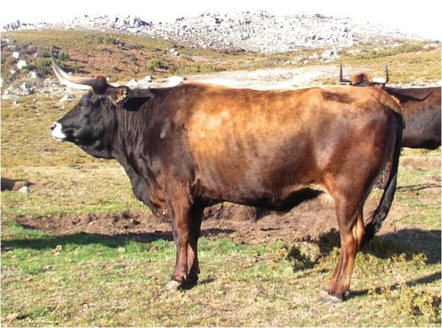 Maronesa cattle
