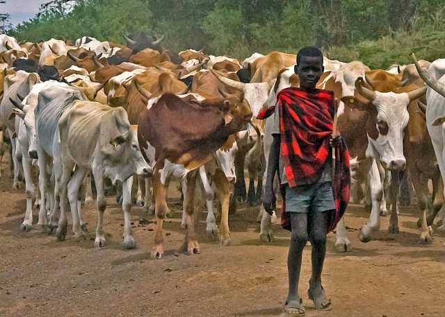 Masai cattle