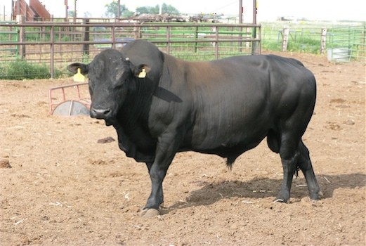 Mashona cattle