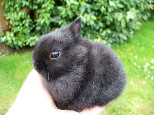 holland dwarf rabbit