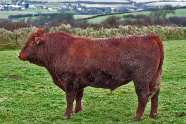 North Devon cattle