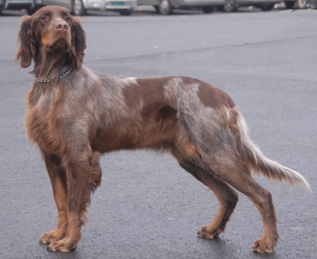 Picardy Spaniel