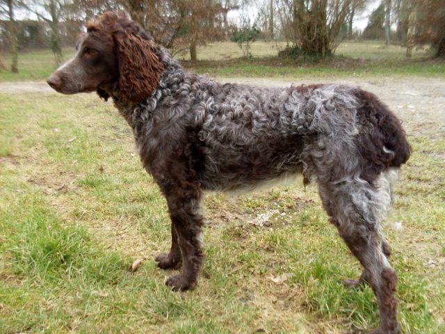 Pont-Audemer Spaniel