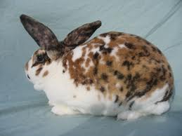 Rhinelander rabbit
